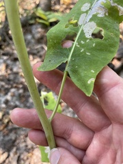 Chlorocrambe hastata