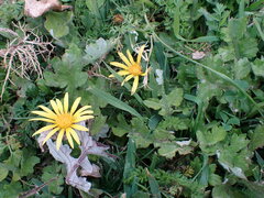 Arctotheca prostrata