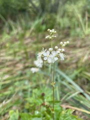 Filipendula ulmaria