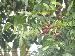 Cabralea canjerana