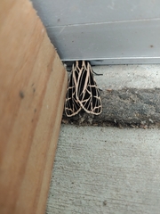 Apantesis parthenice