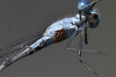 Arrenurus
