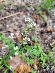 Galium palustre
