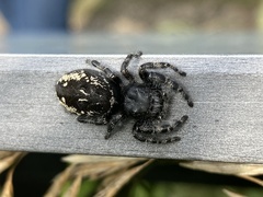 Phidippus borealis