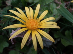 Arctotheca prostrata