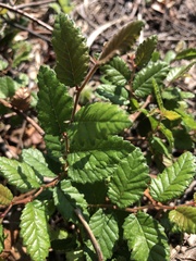 Ulmus