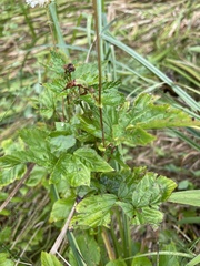 Filipendula ulmaria
