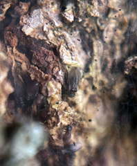 Archipsocus floridanus