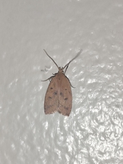 Machimia tentoriferella