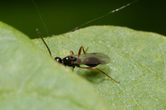 Proctotrupidae