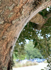 Archipsocus floridanus