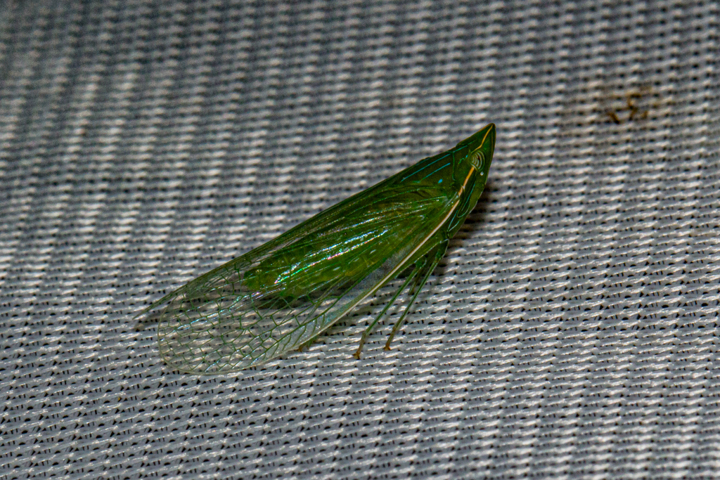 Afronersia
