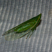 Afronersia - Photo (c) Bart Wursten, alguns direitos reservados (CC BY-NC), uploaded by Bart Wursten