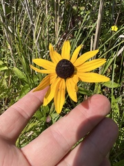 Rudbeckia fulgida