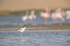 Recurvirostra avosetta