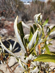 Eriodictyon trichocalyx