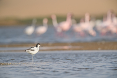 Recurvirostra avosetta