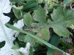 Arctotheca prostrata