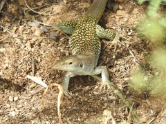 Aspidoscelis stictogrammus