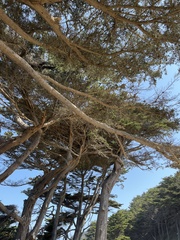 Cupressus macrocarpa