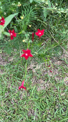 Ipomoea quamoclit