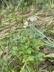 Filipendula ulmaria