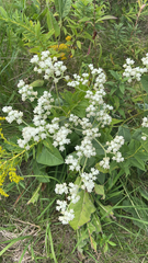 Parthenium integrifolium