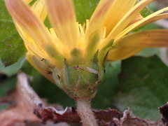 Arctotheca prostrata