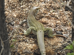 Aspidoscelis stictogrammus