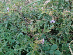 Solanum linnaeanum