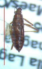 Gerromorpha