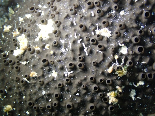 black leather sponge, photo 5 of 10