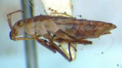 Gerromorpha
