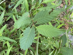 Ulmus alata