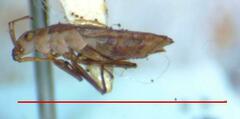 Gerromorpha