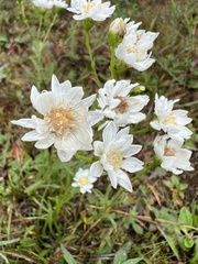 Solidago ptarmicoides