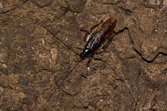 Blaberoidea