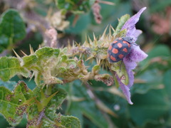 Solanum linnaeanum