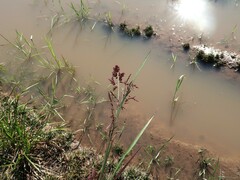 Coleataenia rigidula