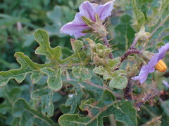 Solanum linnaeanum