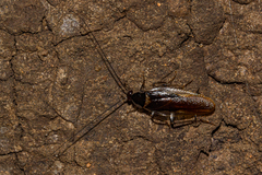 Blaberoidea