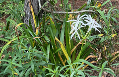Crinum americanum