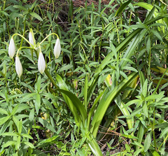 Crinum americanum
