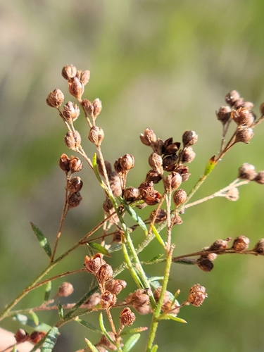 Image of Lechea pulchella by (c) Jay Horn, some rights reserved (CC BY)