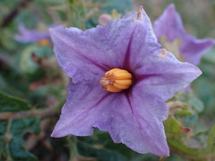Solanum linnaeanum