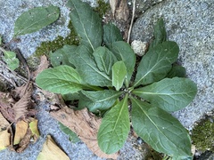 Erigeron pulchellus