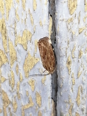 Depressaria daucella