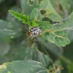 Zygogramma bicolorata