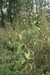 Dipsacus pilosus