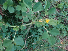 Medicago